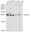 Mitotic Arrest Deficient 2 Like 1 antibody, A00785-1, Boster Biological Technology, Western Blot image 