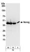Nanog Homeobox antibody, A300-397A, Bethyl Labs, Western Blot image 