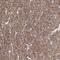Contactin 1 antibody, NBP2-68900, Novus Biologicals, Immunohistochemistry frozen image 