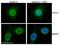 Nucleoporin 98 antibody, ab50610, Abcam, Immunofluorescence image 