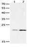 High Mobility Group Box 4 antibody, orb107394, Biorbyt, Western Blot image 