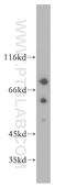 DEAF1 Transcription Factor antibody, 18323-1-AP, Proteintech Group, Western Blot image 