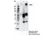 ATP Binding Cassette Subfamily A Member 7 antibody, 32942S, Cell Signaling Technology, Immunoprecipitation image 