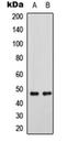 GATA Binding Protein 3 antibody, orb256554, Biorbyt, Western Blot image 
