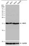 Ubiquitin Conjugating Enzyme E2 I antibody, PA5-78212, Invitrogen Antibodies, Western Blot image 