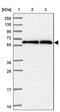 Chaperonin Containing TCP1 Subunit 6B antibody, PA5-62104, Invitrogen Antibodies, Western Blot image 