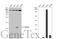 S100 Calcium Binding Protein A4 antibody, GTX134743, GeneTex, Western Blot image 