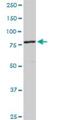 Cullin 4A antibody, H00008451-D01P, Novus Biologicals, Western Blot image 