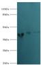 Actin-related protein 2 antibody, LS-C375137, Lifespan Biosciences, Western Blot image 