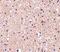 Stathmin 1 antibody, NBP1-76798, Novus Biologicals, Immunohistochemistry frozen image 