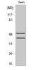 Transcription Factor 7 antibody, STJ95942, St John