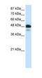 Neuronal Differentiation 2 antibody, orb329640, Biorbyt, Western Blot image 