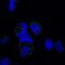 Galectin 3 antibody, NB300-538, Novus Biologicals, Immunofluorescence image 