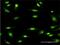 Minichromosome Maintenance Complex Component 3 antibody, H00004172-M04, Novus Biologicals, Immunocytochemistry image 