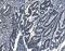 Agrin antibody, A04649, Boster Biological Technology, Immunohistochemistry paraffin image 