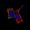 Transmembrane Protein 119 antibody, NBP2-76985, Novus Biologicals, Immunocytochemistry image 