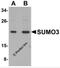 Small ubiquitin-related modifier 3 antibody, 5757, ProSci, Western Blot image 