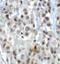 Lysine Demethylase 1A antibody, 3761, ProSci, Immunohistochemistry paraffin image 