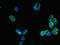 Glycosyltransferase 8 Domain Containing 1 antibody, LS-C395499, Lifespan Biosciences, Immunofluorescence image 