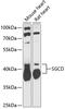 Sarcoglycan Delta antibody, 14-939, ProSci, Western Blot image 