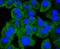 Heat Shock Protein Family H (Hsp110) Member 1 antibody, NBP2-67822, Novus Biologicals, Immunocytochemistry image 