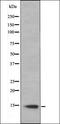 Olfactory Receptor Family 2 Subfamily A Member 2 antibody, orb335656, Biorbyt, Western Blot image 