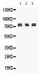 Protein Regulator Of Cytokinesis 1 antibody, PB9814, Boster Biological Technology, Western Blot image 