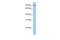 Protocadherin Alpha 5 antibody, GTX46080, GeneTex, Western Blot image 