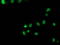 p53 antibody, LS-C172980, Lifespan Biosciences, Immunofluorescence image 