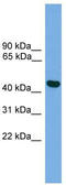 Zinc finger protein 36, C3H1 type-like 2 antibody, TA339733, Origene, Western Blot image 