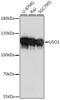 USO1 Vesicle Transport Factor antibody, 16-417, ProSci, Western Blot image 