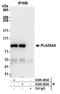 Phospholipase A2 Group IVA antibody, A305-205A, Bethyl Labs, Immunoprecipitation image 