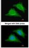 5 -AMP-activated protein kinase subunit gamma-2 antibody, NBP1-32697, Novus Biologicals, Immunofluorescence image 