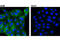 Sterile alpha and TIR motif-containing protein 1 antibody, 13022S, Cell Signaling Technology, Immunocytochemistry image 