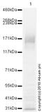 ATP Binding Cassette Subfamily C Member 2 antibody, ab3373, Abcam, Western Blot image 