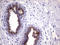Myotilin antibody, LS-C795020, Lifespan Biosciences, Immunohistochemistry paraffin image 
