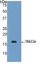 Neurotrophin 3 antibody, LS-C301305, Lifespan Biosciences, Western Blot image 