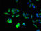 Cornichon Family AMPA Receptor Auxiliary Protein 4 antibody, LS-C380026, Lifespan Biosciences, Immunofluorescence image 