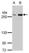 FAS antibody, TA308750, Origene, Western Blot image 