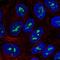 Zinc Finger Protein 713 antibody, HPA062887, Atlas Antibodies, Immunocytochemistry image 