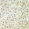 Nas7 antibody, LS-C346154, Lifespan Biosciences, Immunohistochemistry paraffin image 