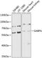 GA Binding Protein Transcription Factor Subunit Alpha antibody, 23-570, ProSci, Western Blot image 