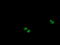OTU Deubiquitinase, Ubiquitin Aldehyde Binding 1 antibody, LS-C337829, Lifespan Biosciences, Immunofluorescence image 