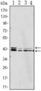 Mitogen-Activated Protein Kinase 1 antibody, orb229610, Biorbyt, Western Blot image 