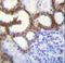 Transmembrane Protein 150B antibody, LS-C161984, Lifespan Biosciences, Immunohistochemistry paraffin image 