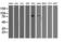 Oxysterol-binding protein 1 antibody, LS-C337423, Lifespan Biosciences, Western Blot image 