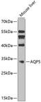 Aquaporin 5 antibody, 23-977, ProSci, Western Blot image 