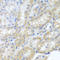 Peroxisomal Biogenesis Factor 3 antibody, A04166-1, Boster Biological Technology, Immunohistochemistry frozen image 