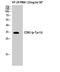 Cyclin Dependent Kinase 5 antibody, A00511Y15-1, Boster Biological Technology, Western Blot image 