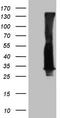 RAB3A, Member RAS Oncogene Family antibody, TA809483, Origene, Western Blot image 